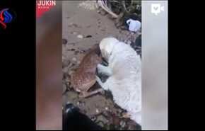 بالفيديو... لحظة إنقاذ كلب غزالًا صغيرًا من الغرق