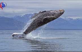 علماء اسكتلنديون: لهذا السبب الحيتان تؤلف الأغاني!