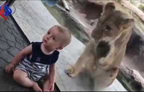 بالفيديو والصور.. رد فعل غريب لطفل هاجمه أسد