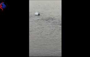 بالفيديو.. حوت يقذف فقمة من الماء بذيله