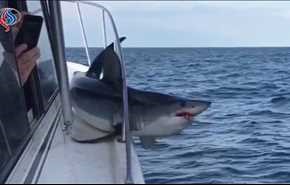 شاهد بالفيديو: لحظة مرعبة لسمكة قرش ضخمة محاصرة داخل قارب صيد