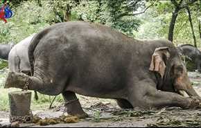 فيل تم تقييده وتعذيبه لـ 50 عاما وعند فك أسره كانت ردة فعله مالم يتوقعه احد! !