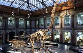 قطع رأس ثلاثة ديناصورات في متحف استرالي !!