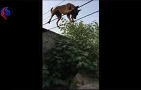 بالفيديو.. كلب يمشي على حبل بمهارة مدهشة