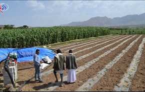 بالفيديو: إحياء مساحات زراعية واسعة في اليمن بهدف كسر الحصار على البلاد