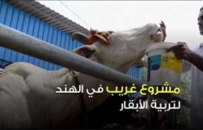 فضلات الحيوانات علاج للسرطان! يسقون الأبقار مشروباً خاصاً ليصبح البول دواء !!