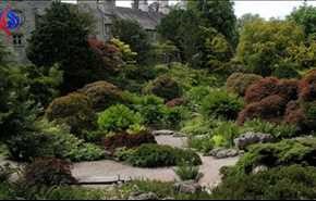ظاهرة غريبة.. رعي الاغنام في حديقة ملكية بلندن كي تزدهر النباتات