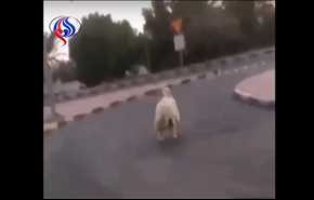 شاهد..خروف حاول الهرب من الذبح في العيد ..هذه هي نهايته!