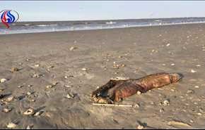 ظهور حيوان مرعب على شاطئ تكساس بعد الإعصار! + صور