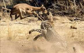 بالصور لحظات انقضاض الفهد على الغزال