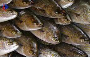 حظر دولي لاستيراد الأسماك من مصر