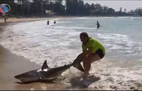 بالفيديو.. رجل ينقذ سمكة قرش على الشاطئ بسحب ذيلها بيديه العاريتين