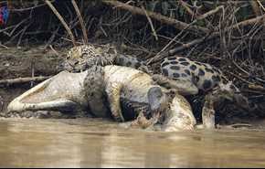فيديو  مذهل... نمر ينصب فخاً لتمساح ضخم ويتمكن من افتراسه!