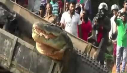 ویدیو؛ شکار تمساح 5 متری که سه نفر را بلعید