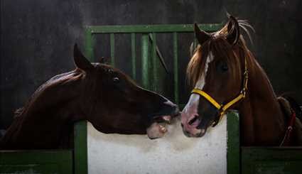 Racing horse skills competitions