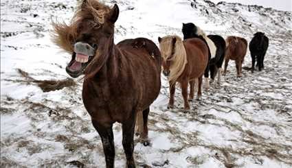 اسب های زیبای ایسلندی +عکس