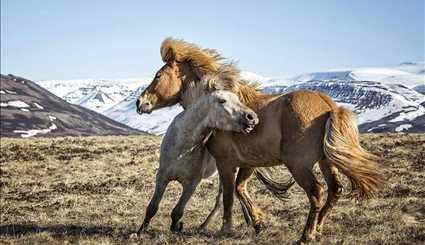 اسب های زیبای ایسلندی +عکس