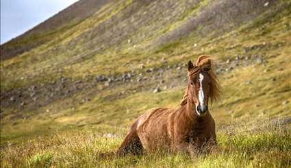 الخيول الأيسلندية