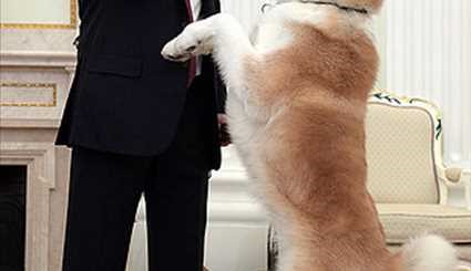 بوتين والكلب الذي تلقاه كهدية من اليابان