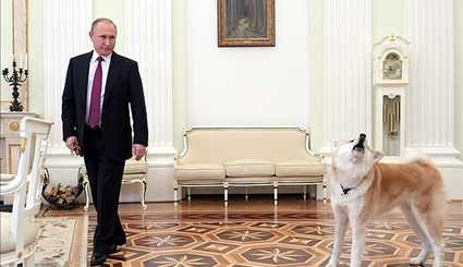 بوتين والكلب الذي تلقاه كهدية من اليابان