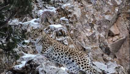 Two leopards spotted at Parvar Protected Area