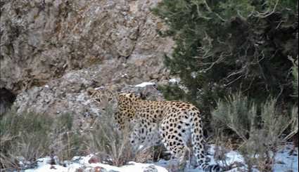 Two leopards spotted at Parvar Protected Area