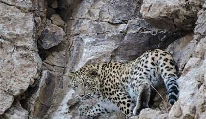 Two leopards spotted at Parvar Protected Area