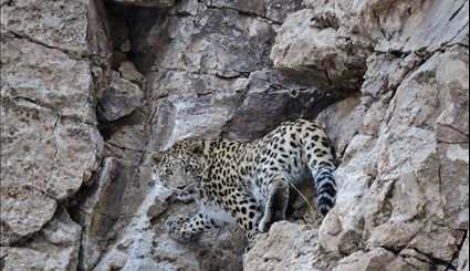 Two leopards spotted at Parvar Protected Area