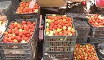 الطماطم في اليمن ..