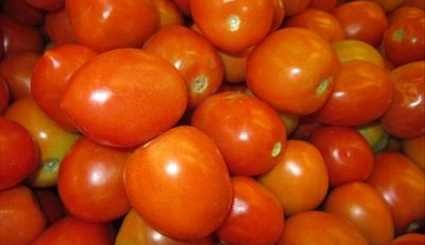 الطماطم في اليمن ..
