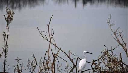 Estil Lagoon home to special migrating birds