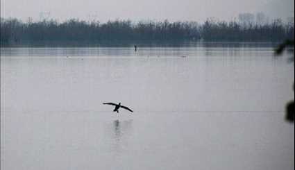 Estil Lagoon home to special migrating birds