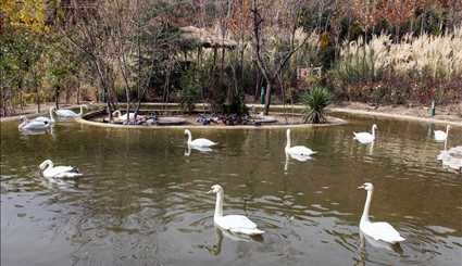 Tehran Bird Garden