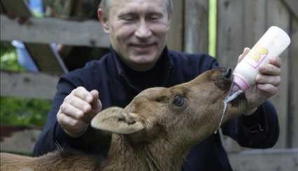 عشق پوتین به حیوانات +عکس