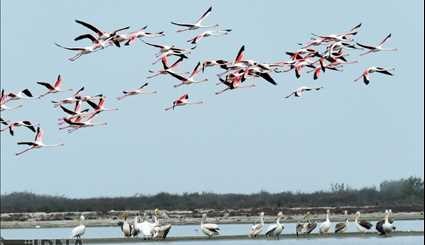 Migratory birds on the island Ashuradeh