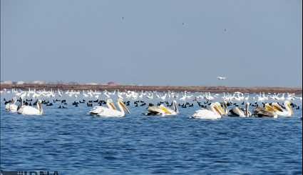 Migratory birds on the island Ashuradeh