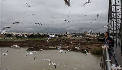 Karun River home to fish-eating birds
