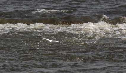 Karun River home to fish-eating birds
