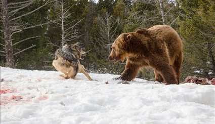 مبارزه خرس با گرگ ها | تصاویر