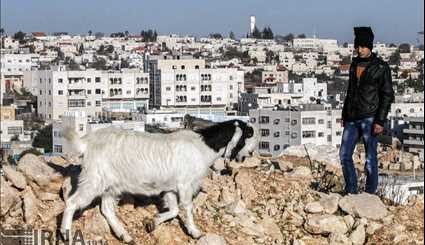 ادامه شهرک سازی رژیم صهیونیستی در کرانه باختری و قدس اشغالی/ تصاویر
