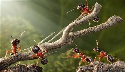 نمای مستند «راز قدرت مورچه ها در طبیعت»
