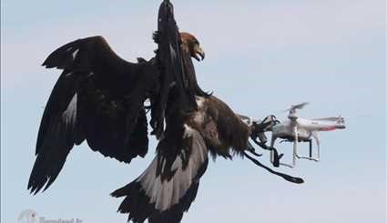 آموزش عقاب برای شکار پهباد