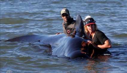 بزرگترین خودکشی جمعی نهنگ‌ها