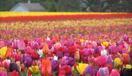 بالصور..حقول أزهار التوليب الهولندية