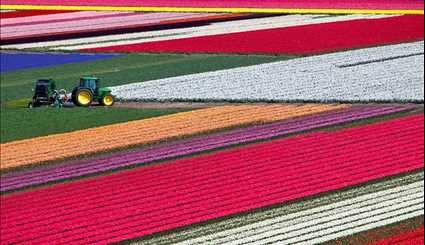 بالصور..حقول أزهار التوليب الهولندية