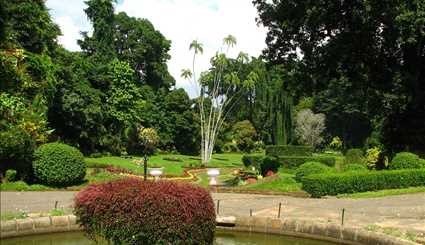 بالصور..جمال حديقة كاندي الملكية في سريلانكا