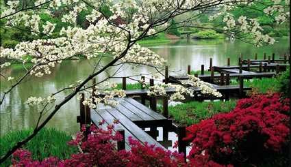 الحدائق اليابانية تداعب عين الناظر بجمالها الأخاذ،مزيج من الجمال و الفن و الابداع