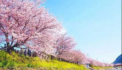بالصور..فصل الربيع عندما يصل إلى المدينة اليابانية 