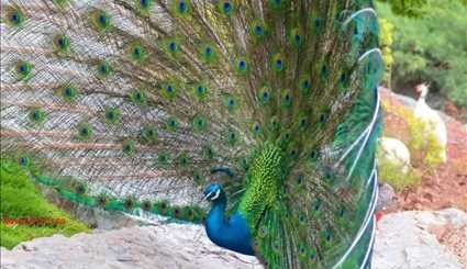 بالصور.. جمال حديقة الطيور في مدينة أصفهان الإيرانية