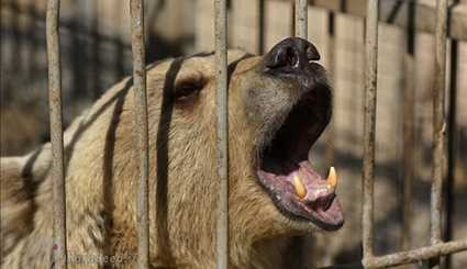 کمک به حیوانات باغ وحش موصل +عکس